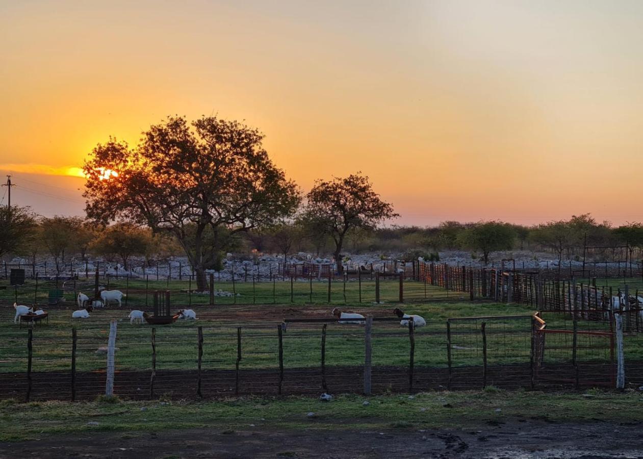 Tamboti Farm Accommodation Tsumeb Buitenkant foto